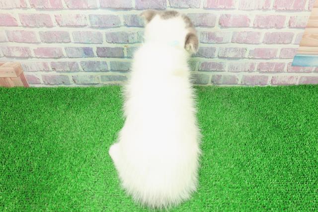 栃木県のスコティッシュフォールド (Coo&RIKU小山店/2025年12月3日生まれ/女の子/ブルータビーホワイト)の子猫の4枚目の画像