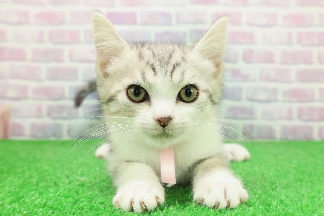 神奈川県のスコティッシュフォールド (Coo&RIKU横須賀店/2025年11月19日生まれ/女の子/シルバータビーホワイト)の子猫の1枚目の画像