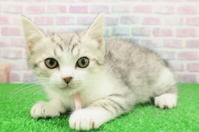 神奈川県のスコティッシュフォールド (Coo&RIKU横須賀店/2025年11月19日生まれ/女の子/シルバータビーホワイト)の子猫の2枚目の画像