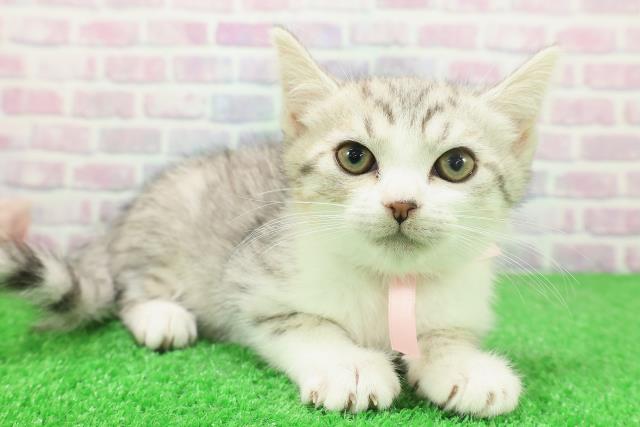 神奈川県のスコティッシュフォールド (Coo&RIKU横須賀店/2025年11月19日生まれ/女の子/シルバータビーホワイト)の子猫の3枚目の画像