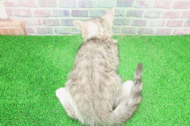 神奈川県のスコティッシュフォールド (Coo&RIKU横須賀店/2025年11月19日生まれ/女の子/シルバータビーホワイト)の子猫の4枚目の画像