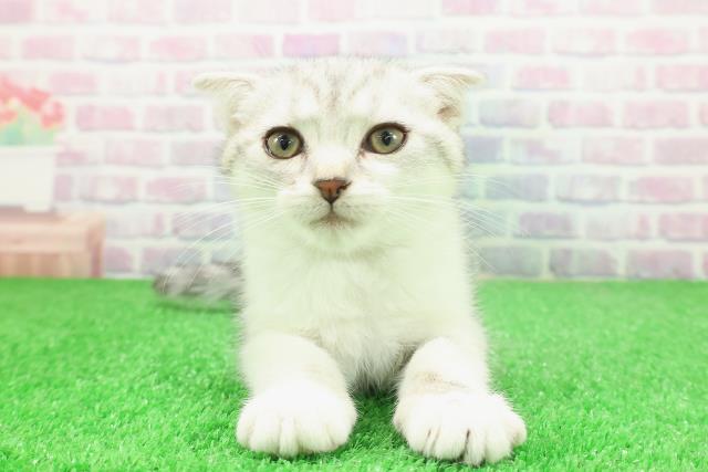栃木県のスコティッシュフォールド (Coo&RIKUFKDインターパーク店/2025年11月19日生まれ/女の子/シルバータビーホワイト)の子猫の1枚目の画像