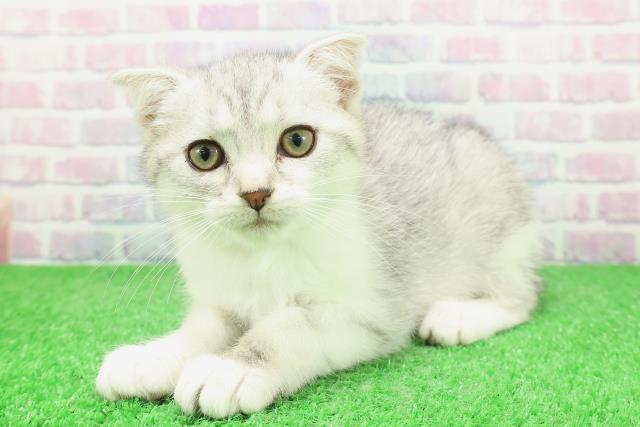 栃木県のスコティッシュフォールド (Coo&RIKUFKDインターパーク店/2025年11月19日生まれ/女の子/シルバータビーホワイト)の子猫の2枚目の画像