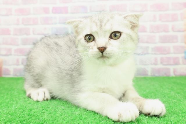 栃木県のスコティッシュフォールド (Coo&RIKUFKDインターパーク店/2025年11月19日生まれ/女の子/シルバータビーホワイト)の子猫の3枚目の画像