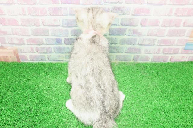 栃木県のスコティッシュフォールド (Coo&RIKUFKDインターパーク店/2025年11月19日生まれ/女の子/シルバータビーホワイト)の子猫の4枚目の画像