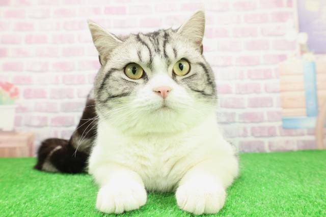 神奈川県のスコティッシュフォールド (Coo&RIKU藤沢店/2025年2月27日生まれ/男の子/シルバータビーホワイト)の子猫の1枚目の画像