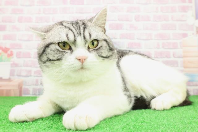 神奈川県のスコティッシュフォールド (Coo&RIKU藤沢店/2025年2月27日生まれ/男の子/シルバータビーホワイト)の子猫の2枚目の画像