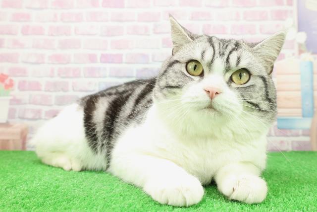 神奈川県のスコティッシュフォールド (Coo&RIKU藤沢店/2025年2月27日生まれ/男の子/シルバータビーホワイト)の子猫の3枚目の画像