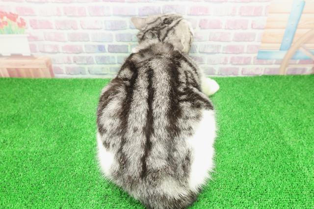 神奈川県のスコティッシュフォールド (Coo&RIKU藤沢店/2025年2月27日生まれ/男の子/シルバータビーホワイト)の子猫の4枚目の画像