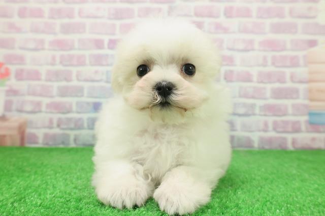 栃木県のマルチーズ (Coo&RIKUFKDインターパーク店/2025年12月2日生まれ/女の子/ホワイト)の子犬の1枚目の画像