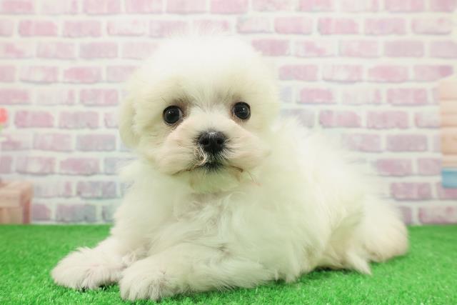 栃木県のマルチーズ (Coo&RIKUFKDインターパーク店/2025年12月2日生まれ/女の子/ホワイト)の子犬の2枚目の画像