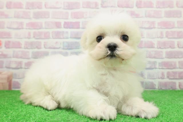 栃木県のマルチーズ (Coo&RIKUFKDインターパーク店/2025年12月2日生まれ/女の子/ホワイト)の子犬の3枚目の画像