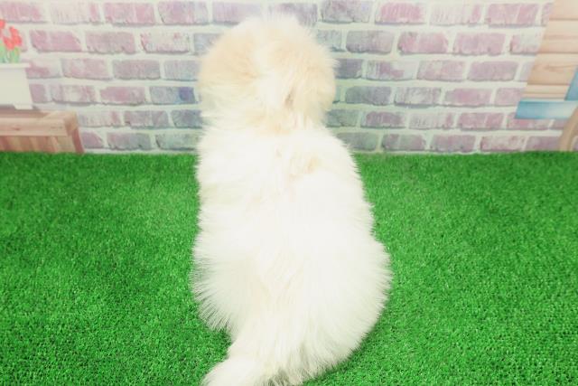 栃木県のマルチーズ (Coo&RIKUFKDインターパーク店/2025年12月2日生まれ/女の子/ホワイト)の子犬の4枚目の画像