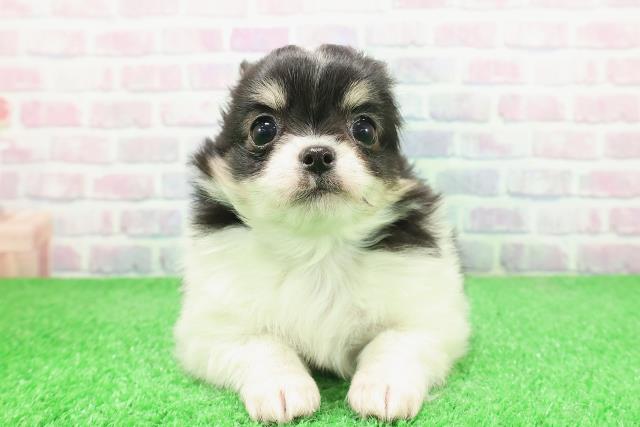 東京都のチワワ(ロング) (Coo&RIKU福生店/2025年12月4日生まれ/男の子/ブラックタンホワイト)の子犬の1枚目の画像