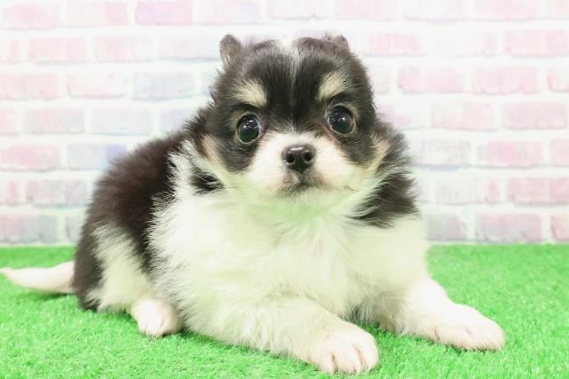 東京都のチワワ(ロング) (Coo&RIKU福生店/2025年12月4日生まれ/男の子/ブラックタンホワイト)の子犬の3枚目の画像