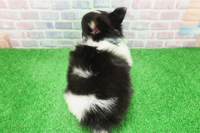 東京都のチワワ(ロング) (Coo&RIKU福生店/2025年12月4日生まれ/男の子/ブラックタンホワイト)の子犬の4枚目の画像