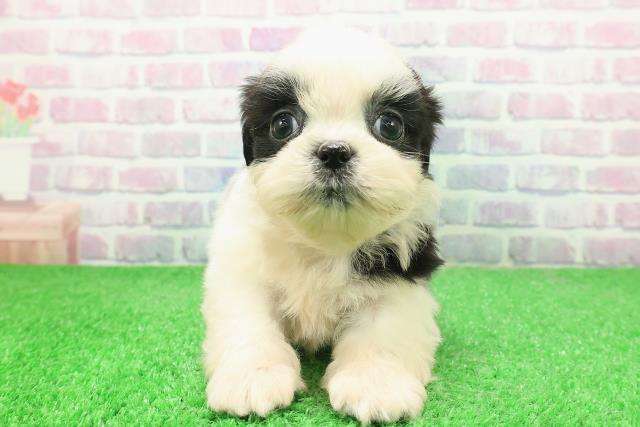 神奈川県のシーズー (Coo&RIKU藤沢店/2025年12月3日生まれ/男の子/ホワイトブラック)の子犬の1枚目の画像