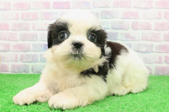 神奈川県のシーズー (Coo&RIKU藤沢店/2025年12月3日生まれ/男の子/ホワイトブラック)の子犬の2枚目の画像