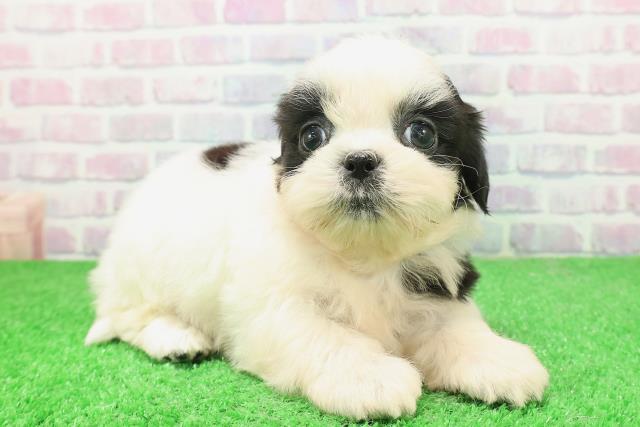 神奈川県のシーズー (Coo&RIKU藤沢店/2025年12月3日生まれ/男の子/ホワイトブラック)の子犬の3枚目の画像