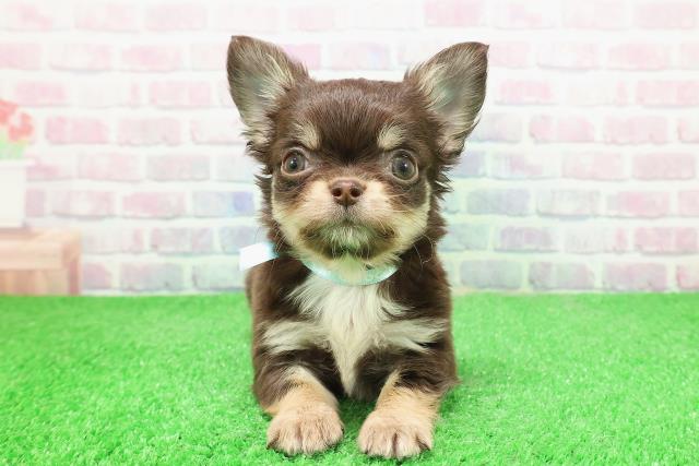 東京都のチワワ(ロング) (Coo&RIKU立川店/2025年11月29日生まれ/男の子/チョコレートタン)の子犬の1枚目の画像