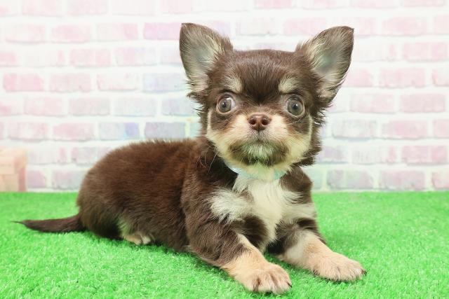 東京都のチワワ(ロング) (Coo&RIKU立川店/2025年11月29日生まれ/男の子/チョコレートタン)の子犬の3枚目の画像