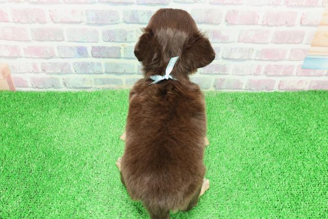 東京都のチワワ(ロング) (Coo&RIKU立川店/2025年11月29日生まれ/男の子/チョコレートタン)の子犬の4枚目の画像