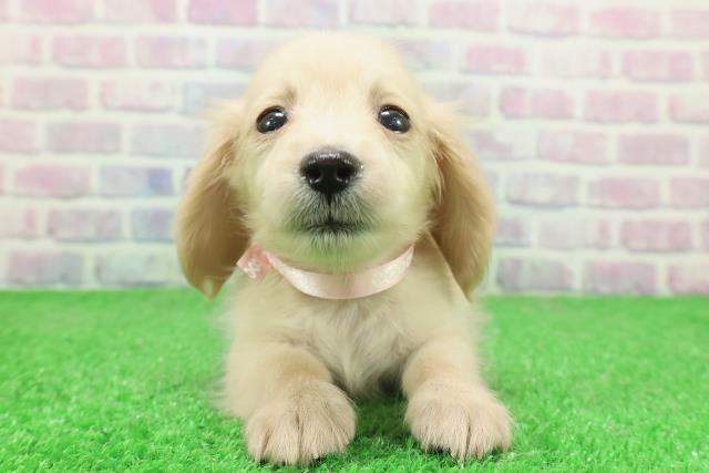 神奈川県のカニンヘンダックスフンド(ロング) (Coo&RIKU藤沢店/2025年11月25日生まれ/女の子/イエロー)の子犬の1枚目の画像