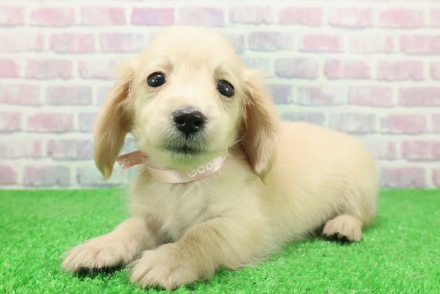 神奈川県のカニンヘンダックスフンド(ロング) (Coo&RIKU藤沢店/2025年11月25日生まれ/女の子/イエロー)の子犬の2枚目の画像