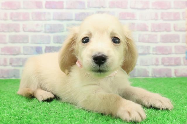 神奈川県のカニンヘンダックスフンド(ロング) (Coo&RIKU藤沢店/2025年11月25日生まれ/女の子/イエロー)の子犬の3枚目の画像