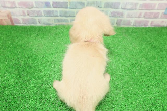 神奈川県のカニンヘンダックスフンド(ロング) (Coo&RIKU藤沢店/2025年11月25日生まれ/女の子/イエロー)の子犬の4枚目の画像