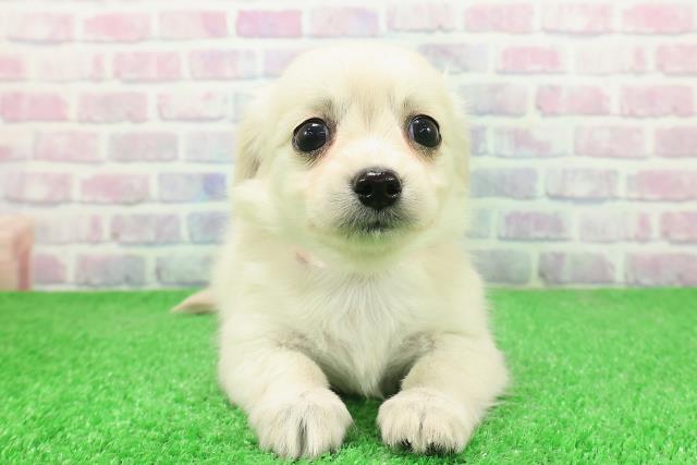 栃木県のチワックス(チワワ×ダックス) (Coo&RIKU宇都宮店/2025年12月4日生まれ/女の子/クリーム)の子犬の1枚目の画像