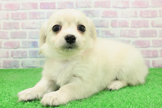 栃木県のチワックス(チワワ×ダックス) (Coo&RIKU宇都宮店/2025年12月4日生まれ/女の子/クリーム)の子犬の2枚目の画像