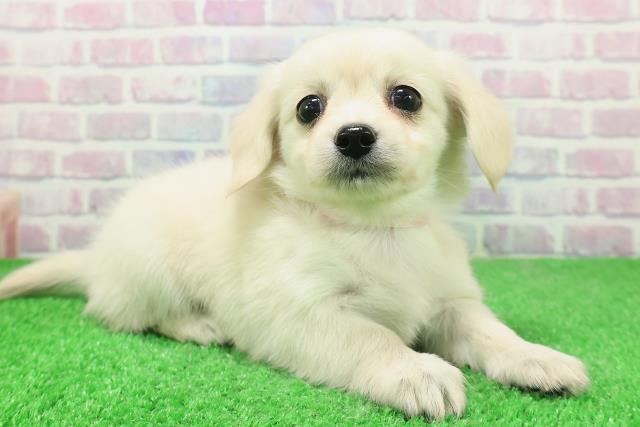 栃木県のチワックス(チワワ×ダックス) (Coo&RIKU宇都宮店/2025年12月4日生まれ/女の子/クリーム)の子犬の3枚目の画像