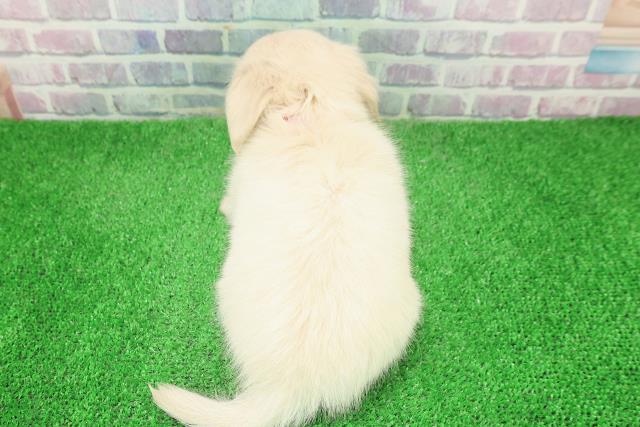 栃木県のチワックス(チワワ×ダックス) (Coo&RIKU宇都宮店/2025年12月4日生まれ/女の子/クリーム)の子犬の4枚目の画像