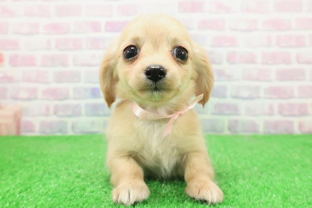 栃木県のチワックス(チワワ×ダックス) (Coo&RIKUFKDインターパーク店/2025年12月4日生まれ/女の子/クリーム)の子犬の1枚目の画像