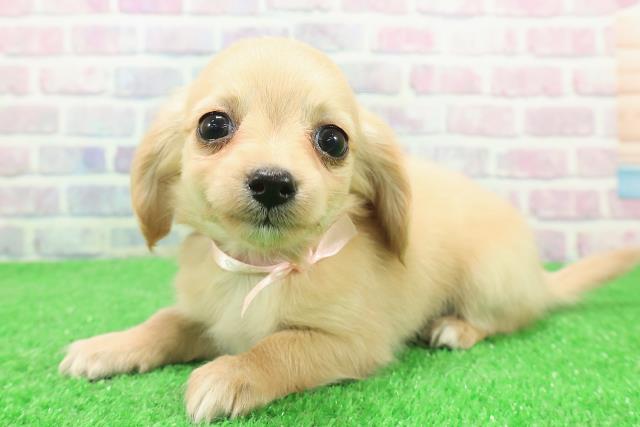 栃木県のチワックス(チワワ×ダックス) (Coo&RIKUFKDインターパーク店/2025年12月4日生まれ/女の子/クリーム)の子犬の2枚目の画像