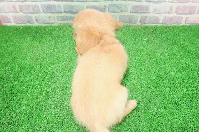 栃木県のチワックス(チワワ×ダックス) (Coo&RIKUFKDインターパーク店/2025年12月4日生まれ/女の子/クリーム)の子犬の4枚目の画像