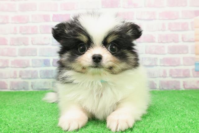 栃木県のポメチワ/チワポメ/ポメチー(ポメラニアン×チワワ) (Coo&RIKUFKDインターパーク店/2025年12月3日生まれ/男の子/ホワイトブラックタン)の子犬の1枚目の画像