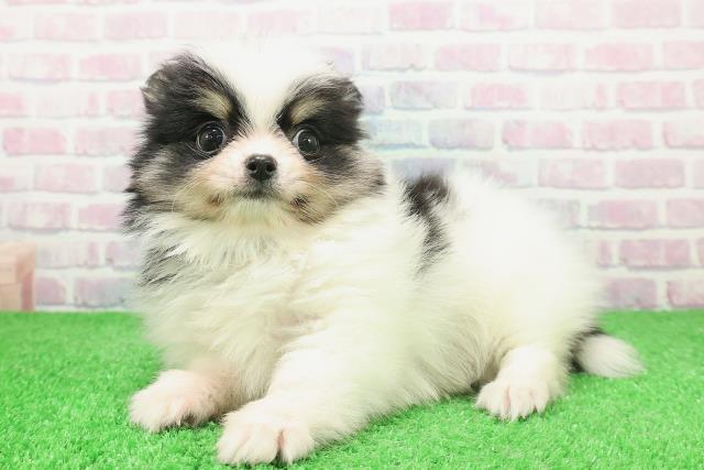 栃木県のポメチワ/チワポメ/ポメチー(ポメラニアン×チワワ) (Coo&RIKUFKDインターパーク店/2025年12月3日生まれ/男の子/ホワイトブラックタン)の子犬の2枚目の画像