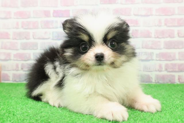 栃木県のポメチワ/チワポメ/ポメチー(ポメラニアン×チワワ) (Coo&RIKUFKDインターパーク店/2025年12月3日生まれ/男の子/ホワイトブラックタン)の子犬の3枚目の画像