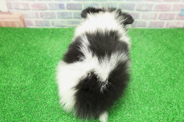 栃木県のポメチワ/チワポメ/ポメチー(ポメラニアン×チワワ) (Coo&RIKUFKDインターパーク店/2025年12月3日生まれ/男の子/ホワイトブラックタン)の子犬の4枚目の画像