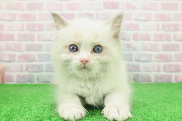 東京都のラグドール (Coo&RIKU立川店/2025年12月4日生まれ/女の子/ブルーポイントバイカラー)の子猫の1枚目の画像