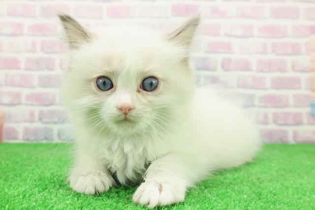東京都のラグドール (Coo&RIKU立川店/2025年12月4日生まれ/女の子/ブルーポイントバイカラー)の子猫の2枚目の画像