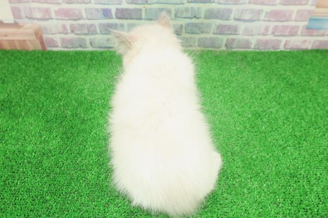 東京都のラグドール (Coo&RIKU立川店/2025年12月4日生まれ/女の子/ブルーポイントバイカラー)の子猫の4枚目の画像