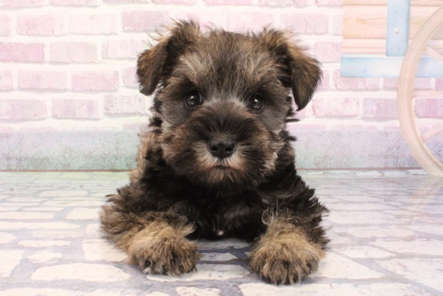 京都府のミニチュアシュナウザー (Coo&RIKU舞鶴店/2025年12月3日生まれ/男の子/ソルトペッパー)の子犬