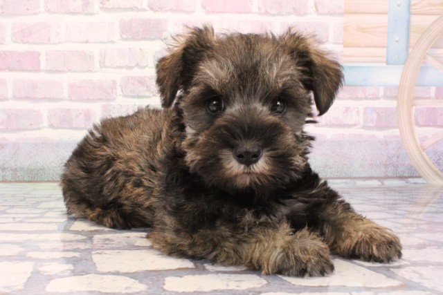 京都府のミニチュアシュナウザー (Coo&RIKU舞鶴店/2025年12月3日生まれ/男の子/ソルトペッパー)の子犬の2枚目の画像