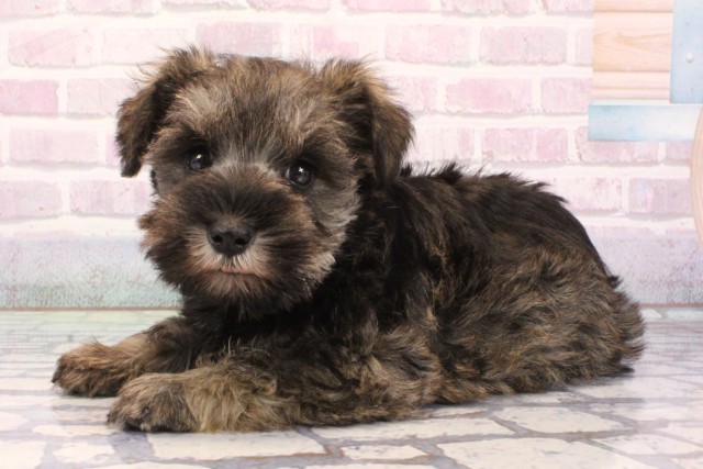 京都府のミニチュアシュナウザー (Coo&RIKU舞鶴店/2025年12月3日生まれ/男の子/ソルトペッパー)の子犬の3枚目の画像