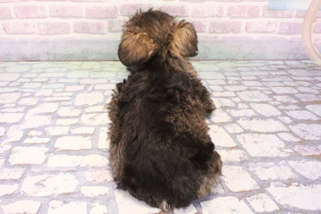 京都府のミニチュアシュナウザー (Coo&RIKU舞鶴店/2025年12月3日生まれ/男の子/ソルトペッパー)の子犬の4枚目の画像