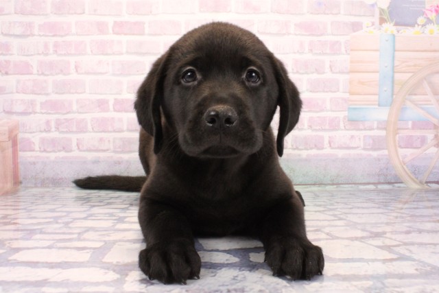 ラブラドール・レトリバー