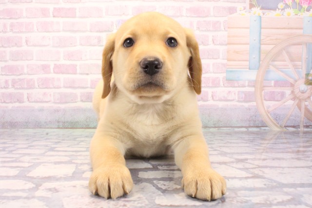 ラブラドール・レトリバー
